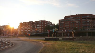 Miina Äkkijyrkän vasikat 13.7.2021 illalla