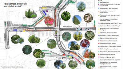 Hakaniemeen suunnitellut puulajit